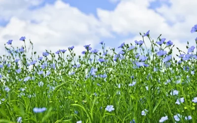 Picture1 linseed Picture1 linseed