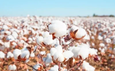 Picture2 cotton Picture2 cotton